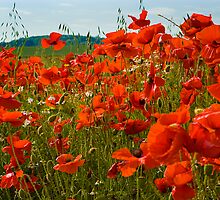 Poppies by Trevor Patterson
