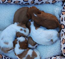 Bundle of love by traceylk