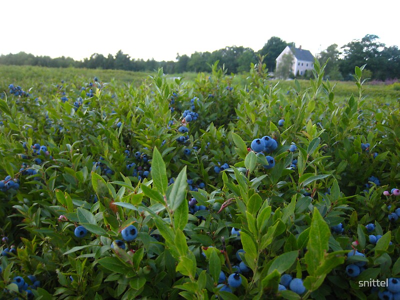 "Maine Blueberry Fields" by snittel Redbubble