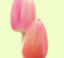tulips by studiofascino