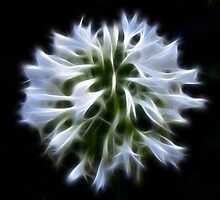 Softly Swirling by laureenr