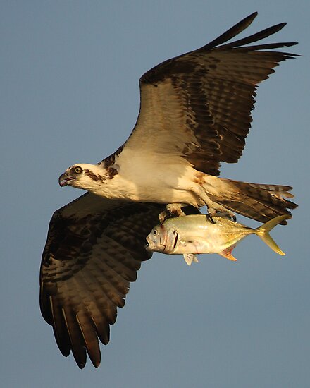 Osprey Fishing by William C. Gladish