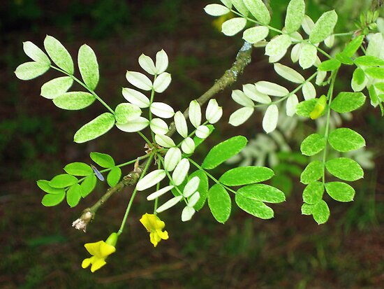 ash tree branch