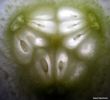 Cucumber...the giver of life? by snapper30