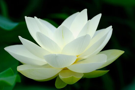 lotus flower by patrick pichard