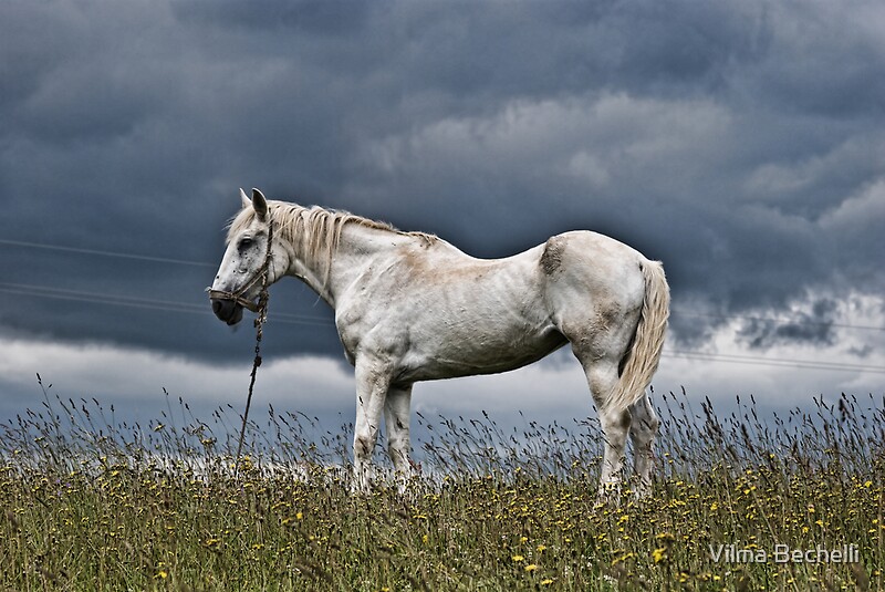 "white skinny horse" by Vilma Bechelli Redbubble