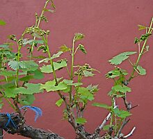 Grape Vine (Haiku 5 - 6) by aaeiinnn