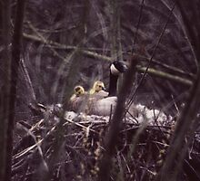 030207-2 THE BABYSITTER by MICKSPIXPHOTOS