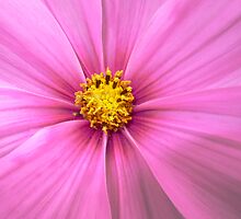 Living Motion by Carl Gaynor