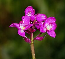 Orchid by jaycraft