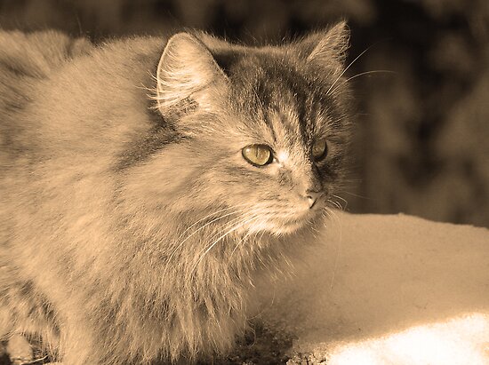 Sepia Cat