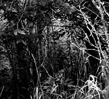 Where The Wild Things Are by stacie17