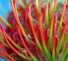 Inner Workings by Renee Hubbard Fine Art Photography