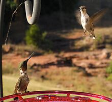 "STAY AWAY FROM THE FEEDER" by Dennis Jones - CameraView