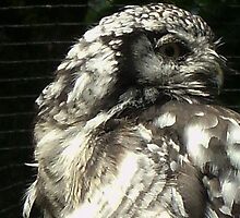It, what for one is a food, is poison for second. The sun which lets the eagle see, is blinding the owl by morena
