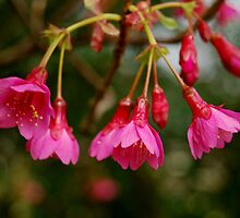Promise of Spring II by Lisa Sarsfield