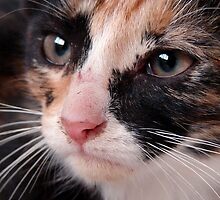 Stray Kitten 2 by angelandspot