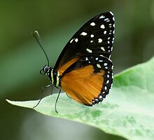 Plain Tiger by Julie McBrien