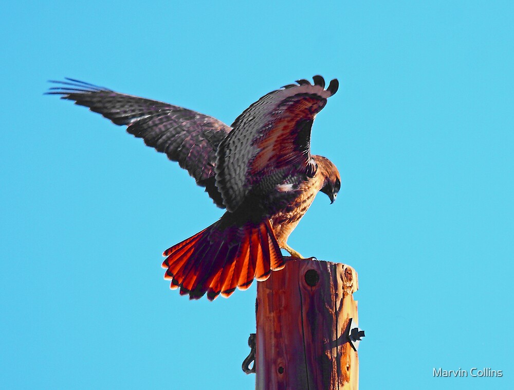 quot rufous morphed red tailed hawk quot by marvin collins redbubble quot rufous morphed red tailed hawk quot by marvin collins redbubble