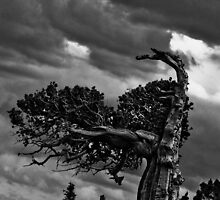 In Harm's Way by Jen Wahl