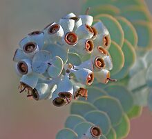 Book leaf Mallee by robynart