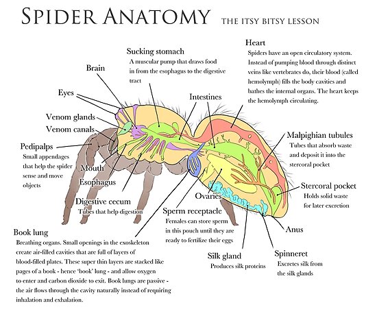 Spider Anatomy Infographic Poster By Alithographica Redbubble