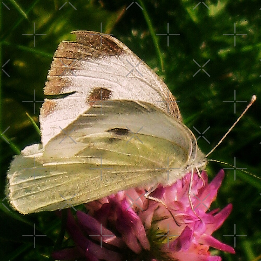 "White with black spots butterfly" by loiteke Redbubble