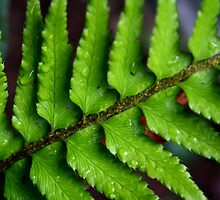 Vibrant Fern by starlitewonder