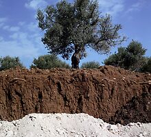 Olive Tree in the West Bank by Jason Moore