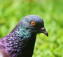 PIGEON FACE by William Vazquez