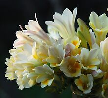 Heaven Scent by Clare McClelland
