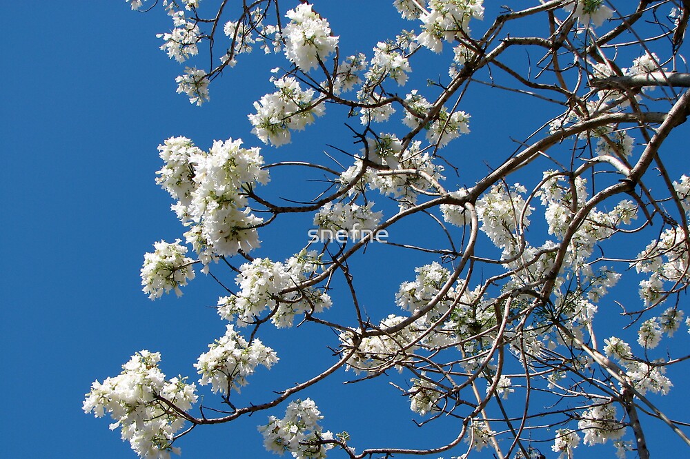 “White Jacaranda” by snefne | Redbubble