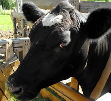 Holly the Cow by Jan Tribe