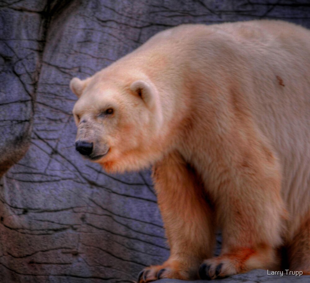 the oldest teddy bear in the world