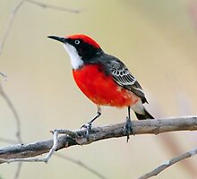Crimson Chat Taken at Eyre Creek in the Simpson Desert. by Alwyn Simple