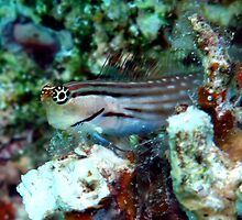 Blenny by cooperscuba