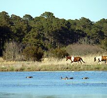 Stroll Black Duck Trail by kimbarose