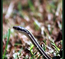 GARDNER SNAKE by BOLLA67