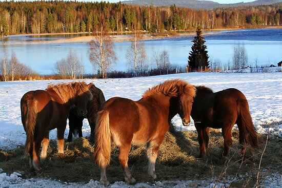 Feeding Time by MarianaEwa Feeding Time by MarianaEwa