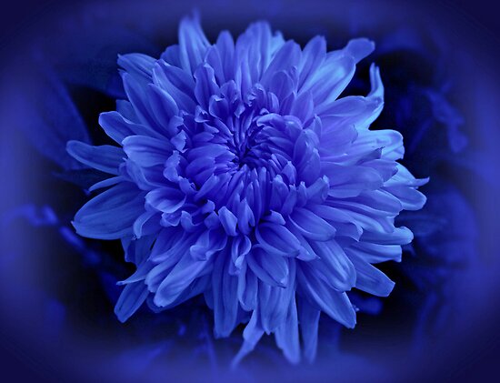 blue chrysanthemum