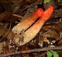 Stink Pipe Mushroom by Peter Bida