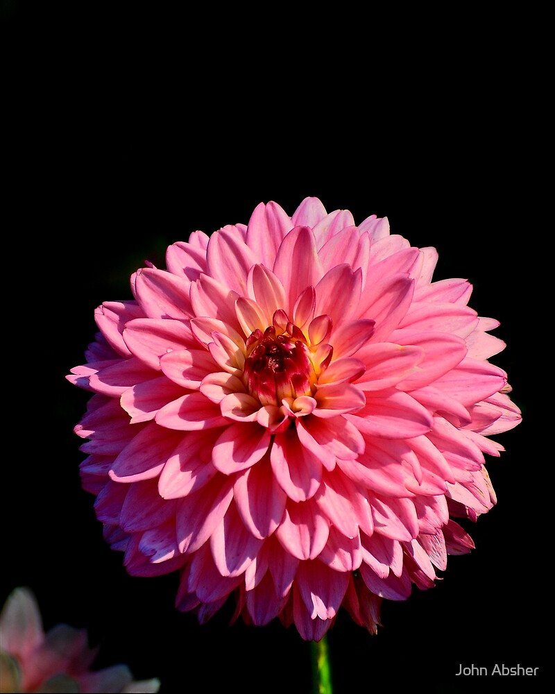 "Pink Pom Pom Dahlia" by John Absher Redbubble