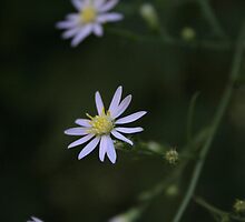 Lonely Flower by Dave & Trena Puckett