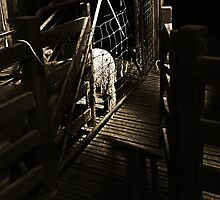 The Shearers Crop by robert bimrose