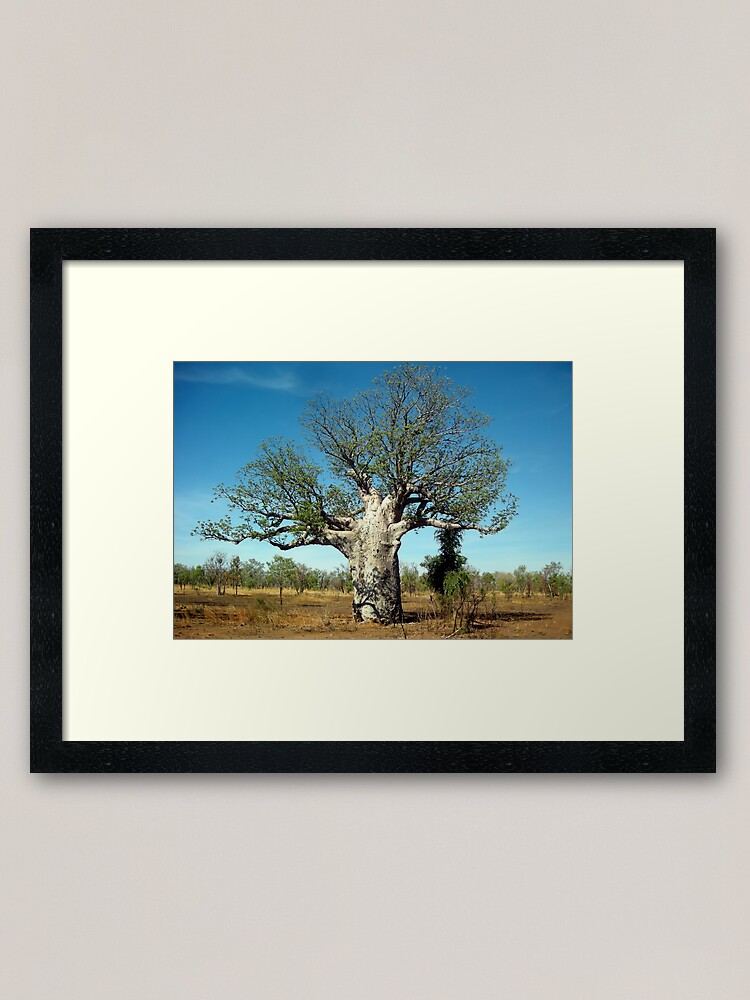 Baobab Tree Framed Art Print By V Mage Redbubble