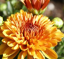Colors Of Fall; Mums in my back yard All Rights Reserved Lei Hedger 2009 by leih2008