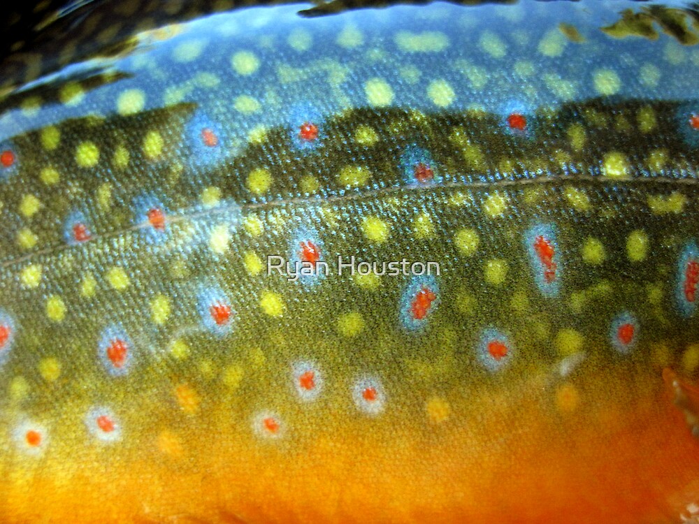 "Brook Trout Patterns" by Ryan Houston Redbubble