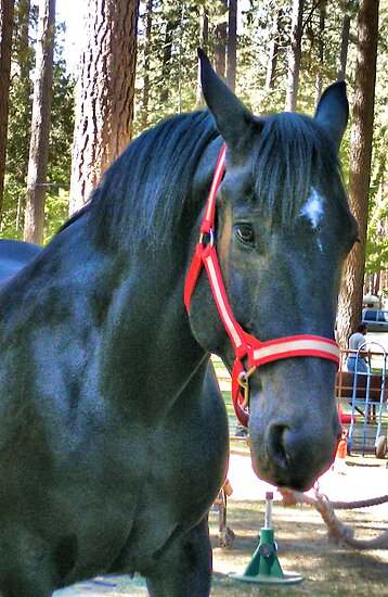 Beautiful Black Draft Horse By Nancyc Redbubble