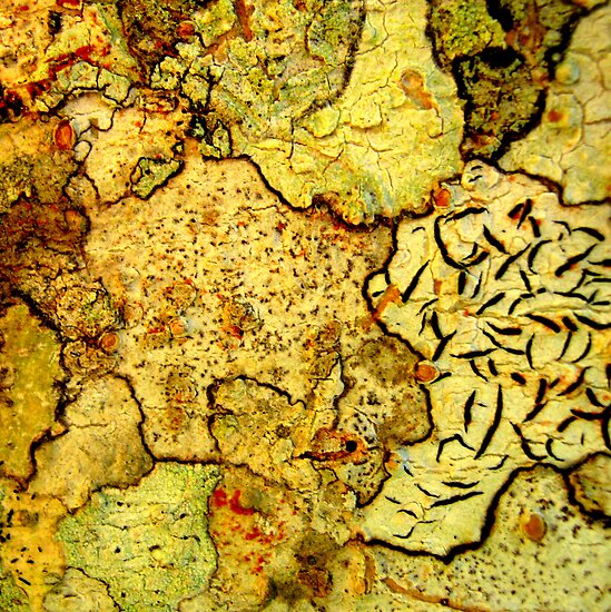 Bark Macro