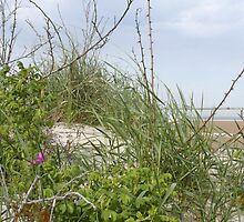 Tall Grass by M.C. O'Connor